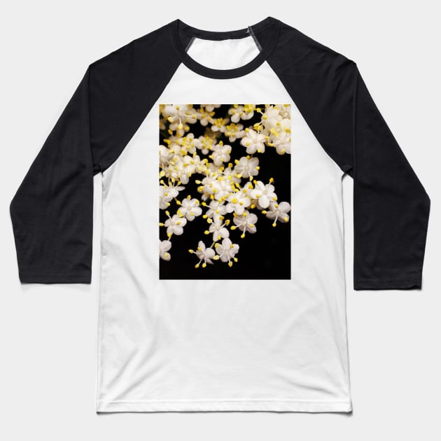 Blackhaw flowers (Viburnum prunifolium) Baseball T-Shirt by Ludwig Wagner